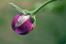 Peony, Paeonia.