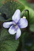 DogViolet, Viola riviniana.