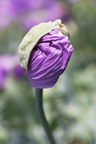 Poppy, Opium poppy, Papaver somniferum.