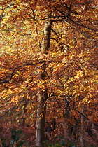 Beech, Fagus sylvatica.