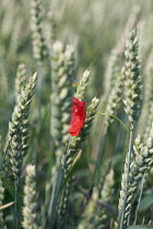 Wheat, Triticum.