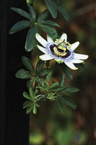 Passion flower, Passiflora caerulea.