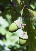 Oak, Acorn, Quercus.