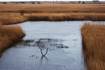 Reeds, Sedge, Phragmites australis.