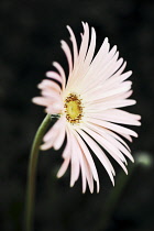 Gerbera.