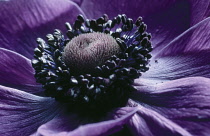 Anemone, Anemone pavonina.