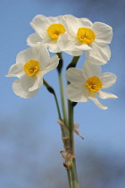 Daffodil, Narcissus.