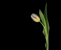 Tulip, Tulipa.