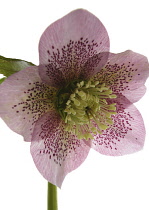 Hellebore, Helleborus.