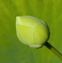 Waterlily, Nymphaea.