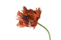 Poppy, Oriental poppy, Papaver orientale 'Curlilocks'.