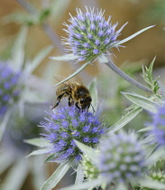 Sea Holly, Eryngium.