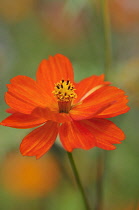 Cosmos, Cosmos sulphureus 'Polidor'.