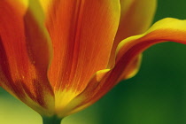 Tulip, Tulipa.