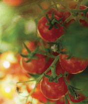 Tomato, Lycopersicon esculentum.