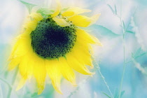 Sunflower, Helianthus annuus.