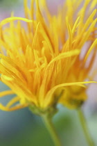 Chrysanthemum, Chrysanthemum 'Saga Nishiki'.