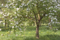 Apple, Malus domestica.