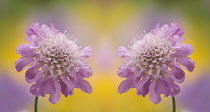 Pincushionflower, Scabiosa columbaria 'Butterfly blue'.