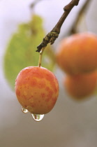 Plum, Prunus divaricata.