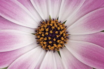 Cape Daisy, Osteospermum.