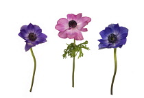 Anemone, Anemone x hybrida.