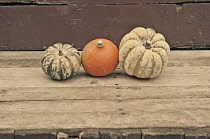 Squash, Cucurbita pepo.