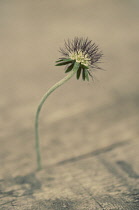 Scabious, Scabiosa lucida.