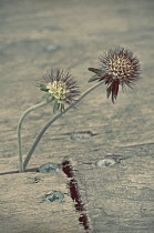 Scabious, Scabiosa lucida.