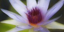 Waterlily, Nymphaea.