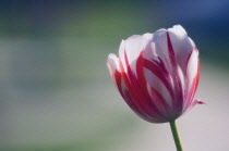 Tulip, Tulipa.