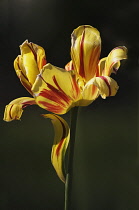 Tulip, Tulipa.