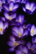 Crocus, Crocus vernus.