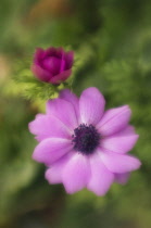 Anemone, Anemone coronaria.