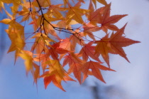 Japanese Maple, Acer palmatum.