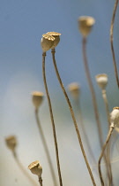 Poppy, Papaver rhoeas.