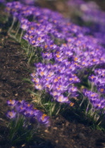 Crocus, Crocus vernus.