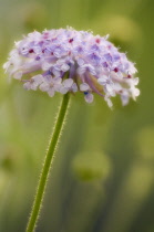 Bluelaceflower, Trachyrnene coerulea.