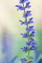 Sage, Salvia.