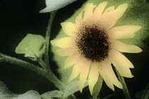 Sunflower, Helianthus annuus.