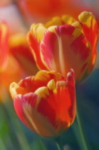 Tulip, Tulipa.