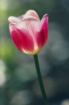 Tulip, Tulipa.