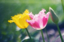 Tulip, Tulipa.