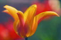 Tulip, Tulipa.