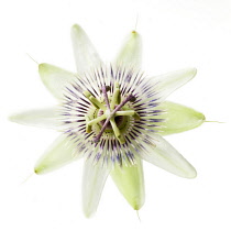 Passion flower, Passiflora caerulea.