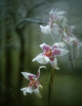 Orchid.