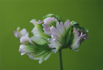 Tulip, Parrot tulip, Tulipa 'Greenwave'.