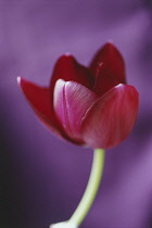 Tulip, Tulipa 'Black swan'.