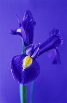 Iris.