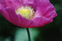 Poppy, Opium poppy, Papaver somniferum.